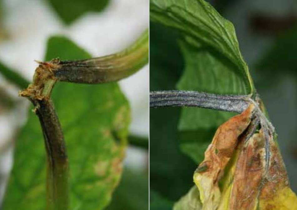 Cucumber leaf infection caused by Mycosphaerella starting at the petiole